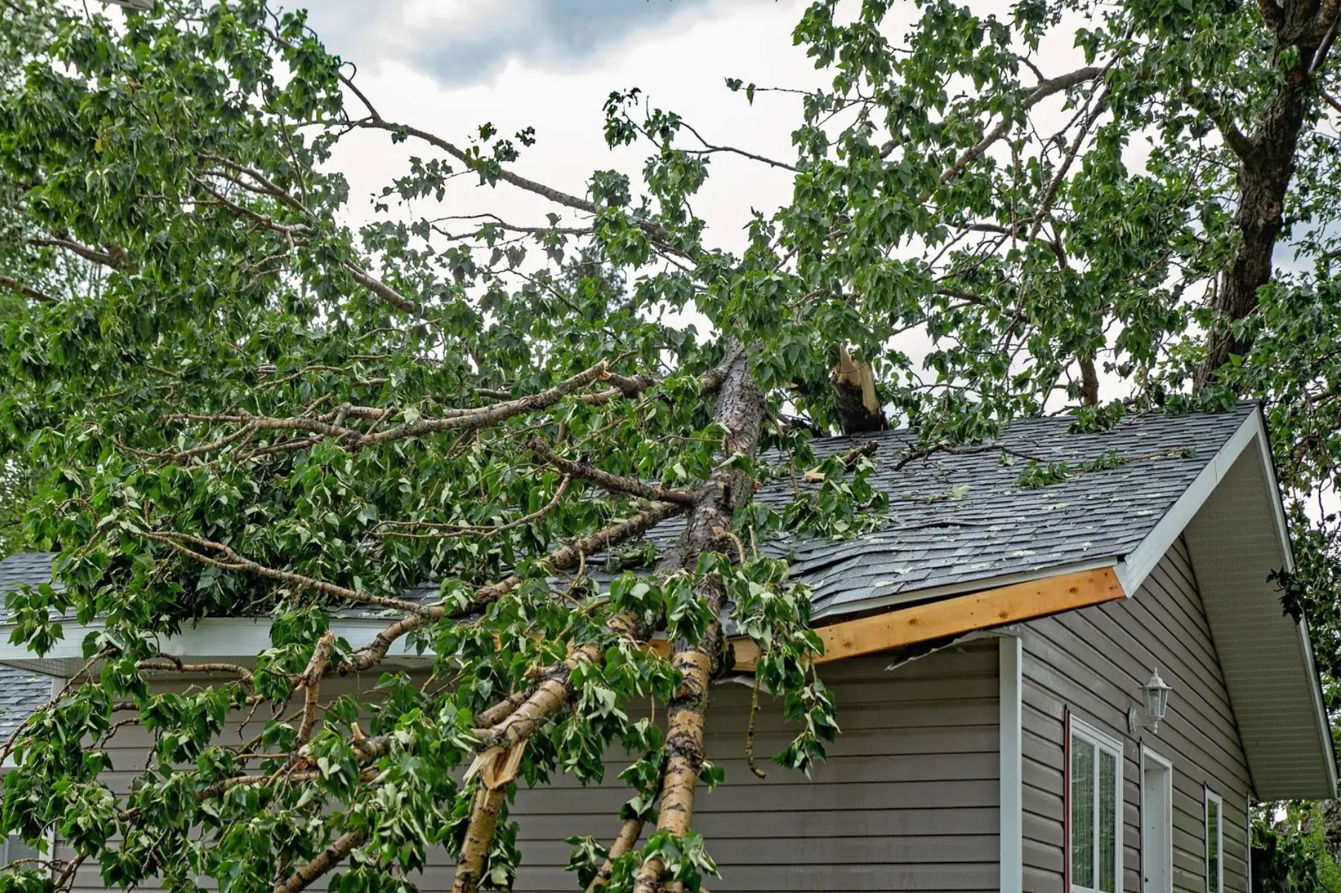 When Trees Cant Be Saved 2